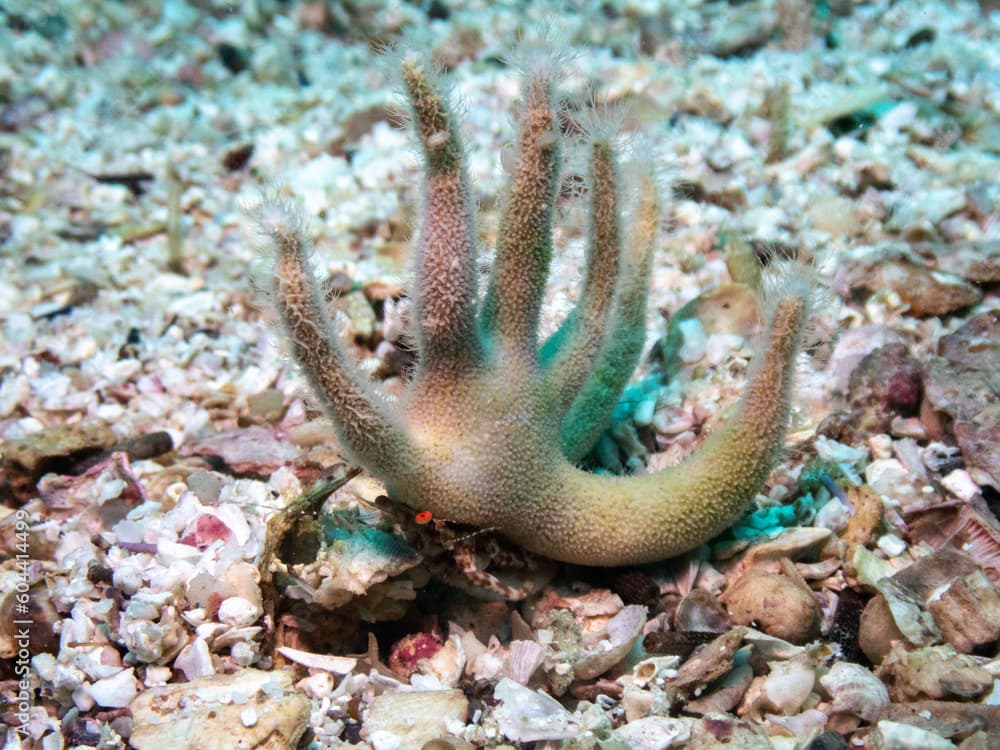 Stahorn Hermit Crab with Staghorn Hydrocoral