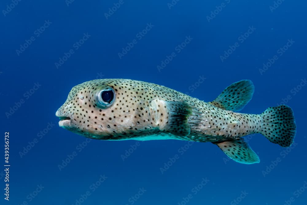 Spot-fin porcupinefish, diodon hystrix, in Maldives