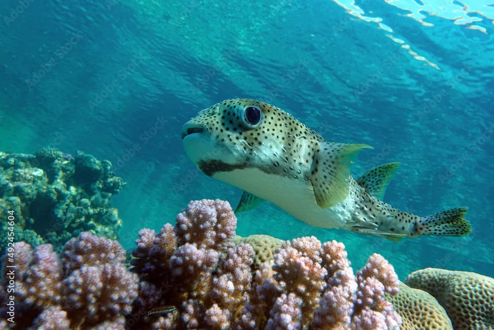 Porcupinefish (Diodon hystrix) on a coral reef Red sea