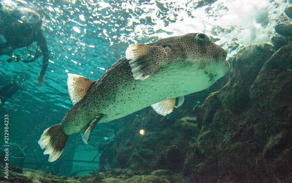 Spot-fin porcupinefish diodon hystrix