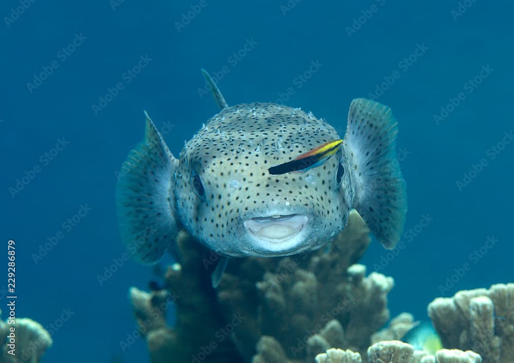 Porcupine pufferfish (diodon hystrix) being cleaned by cleaner fish (labroides dimidiatus) at cleaning station , Bali, Indonesia