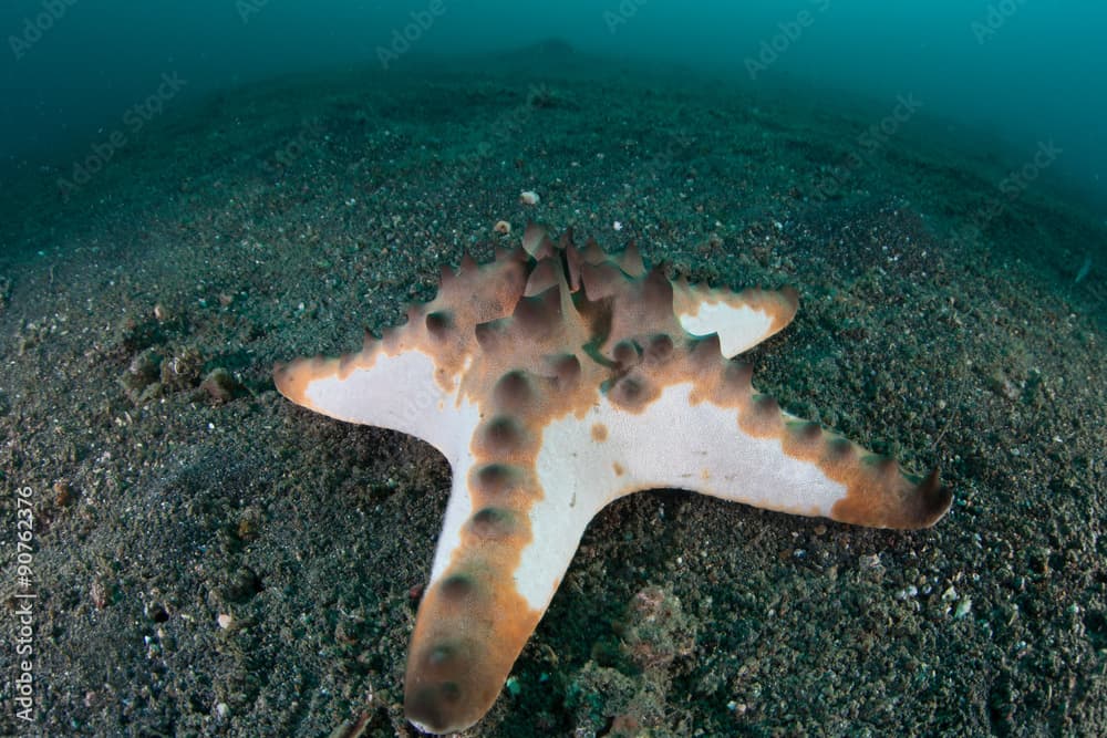 Chocolate Chip Starfish