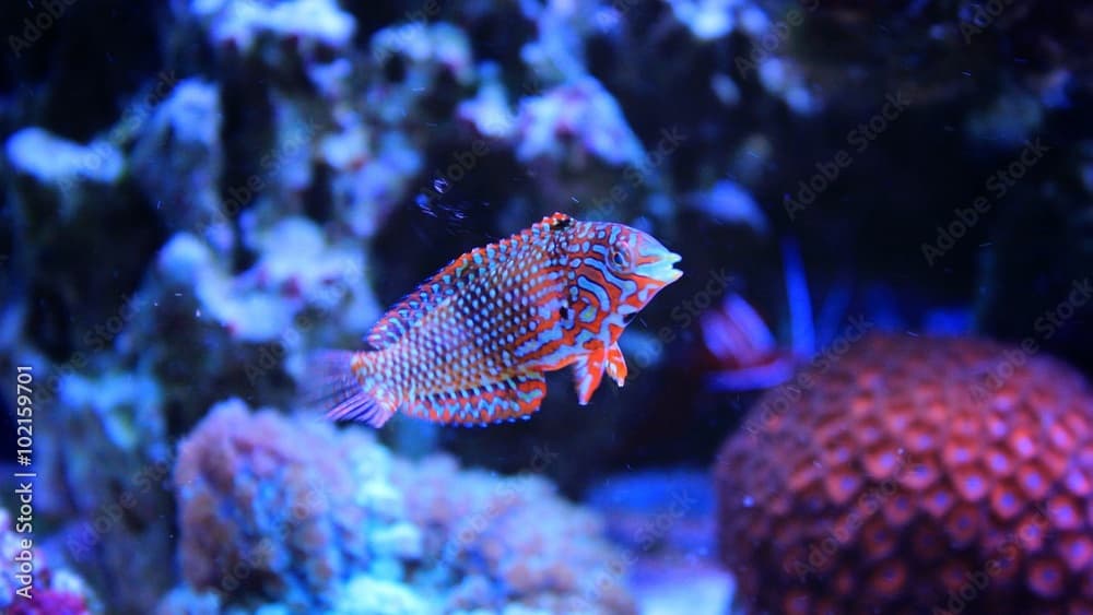 Leopard Wrasse (Macropharyngodon ornatus)