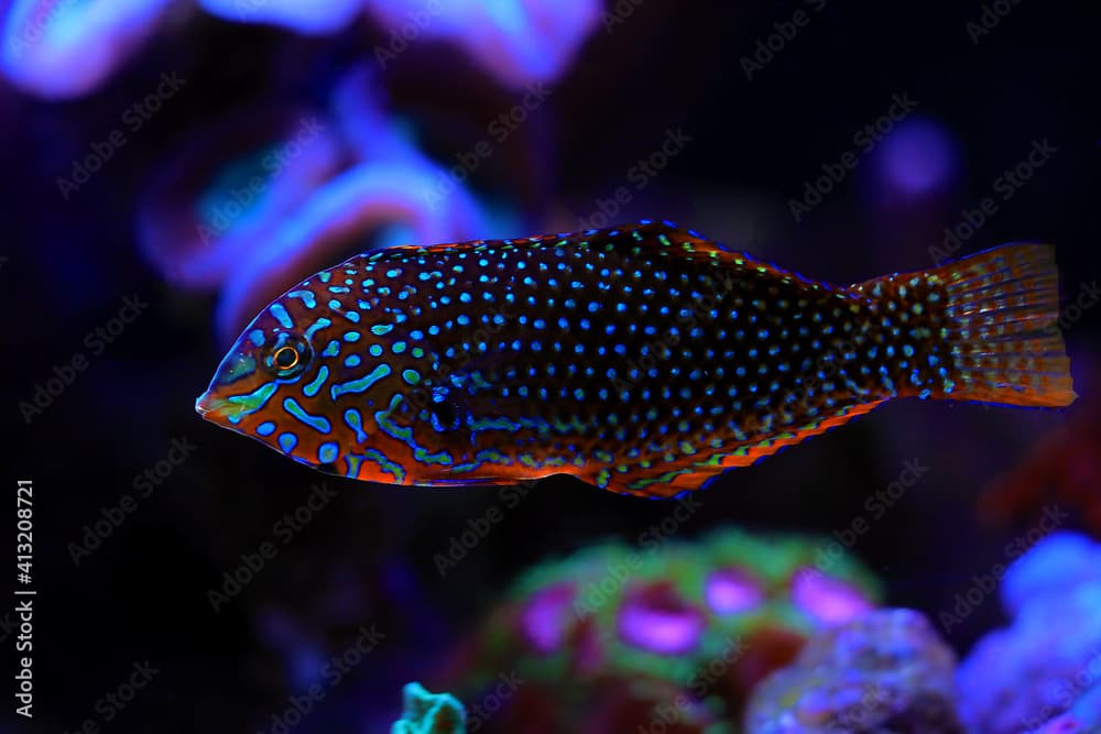 Ornate Leopard Wrasse - (Macropharyngodon ornatus) 