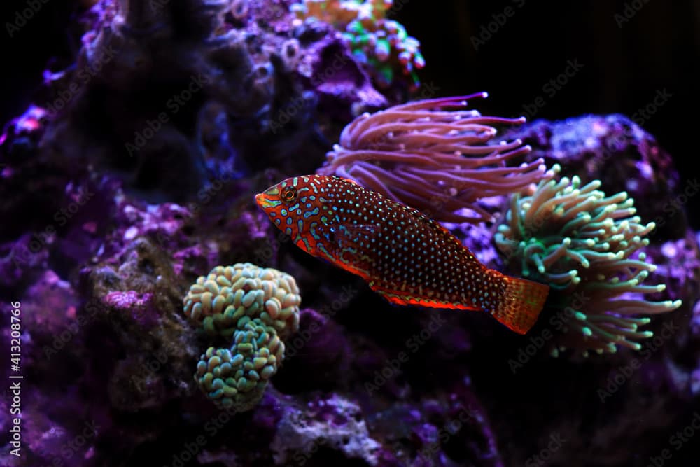 Ornate Leopard Wrasse - (Macropharyngodon ornatus) 