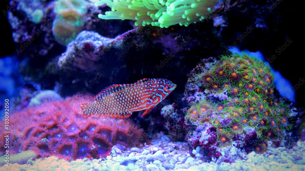 Leopard Wrasse (Macropharyngodon ornatus) 