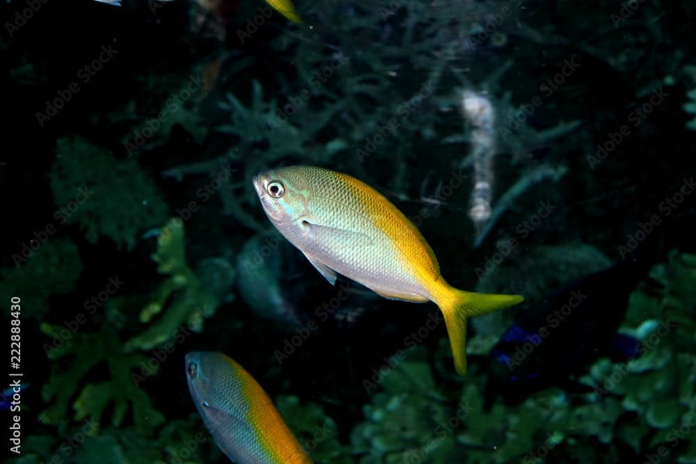 Caesio cuning (Redbelly yellowtail fusilier)