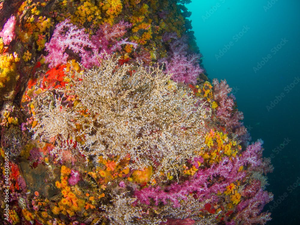 Snowflake corals surrounded with colorful corals (Mergui archipelago, Myanmar)