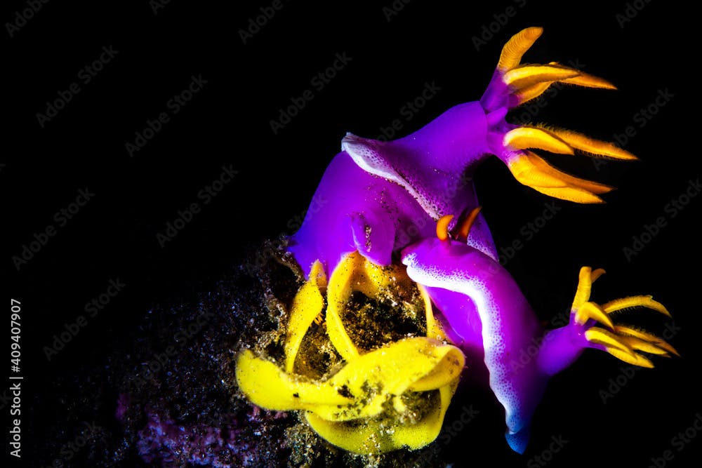 Nudi branches mating