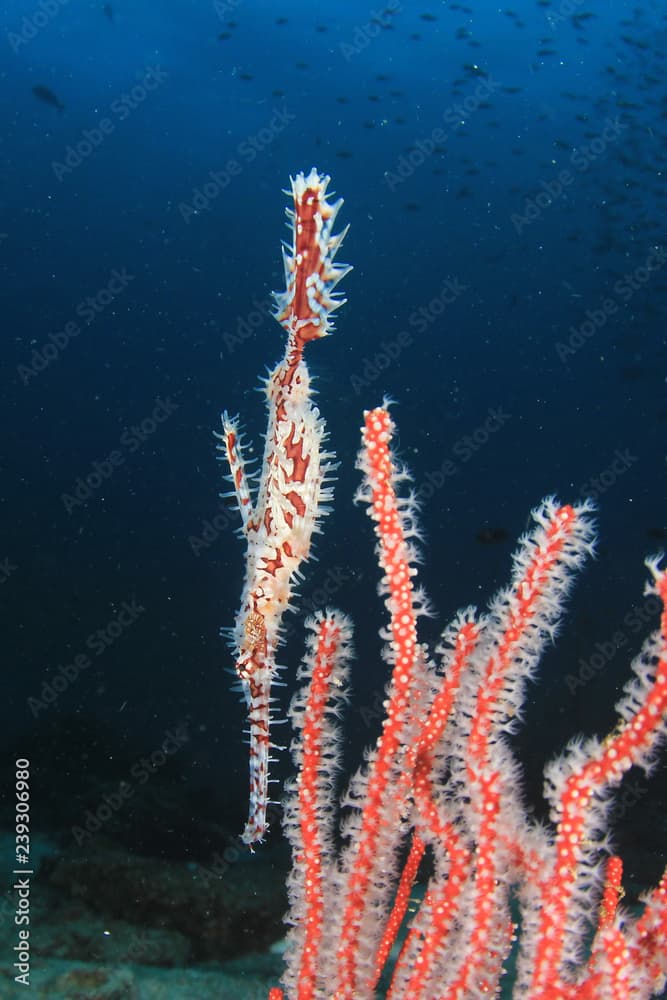 Ornate Ghost Pipefish tropical fish 