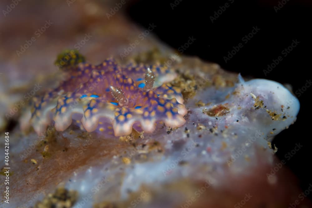 Colorful rainbow colored ceratosoma nudibranch -Miamira sinuata