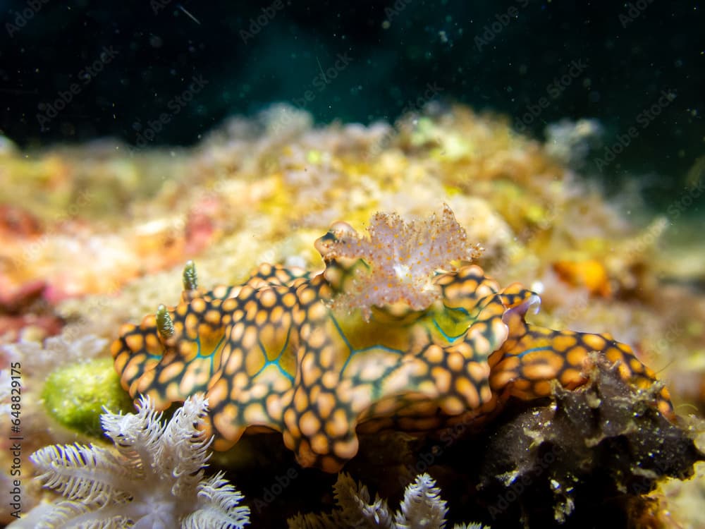 miamira sinuata nudibranch, seaslug