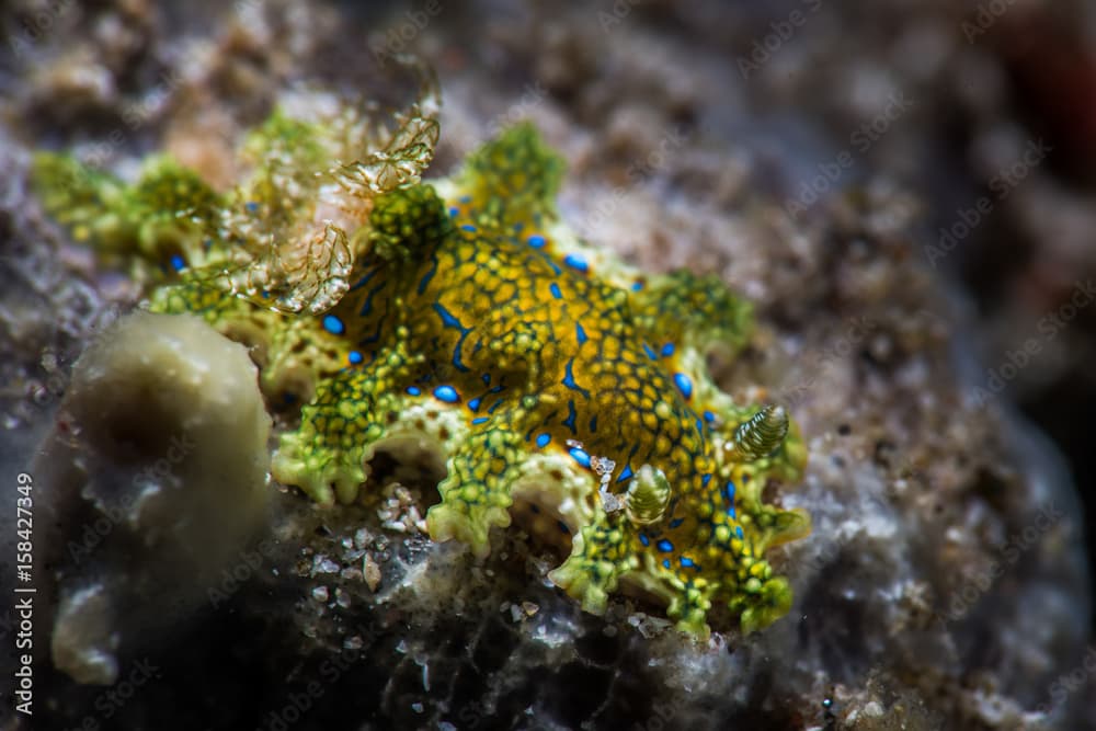 Miamira sinuata nudibranch