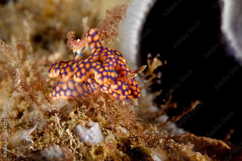 Miamira sinuata is a species of colorful dorid nudibranch, Ceratosoma sinuatum