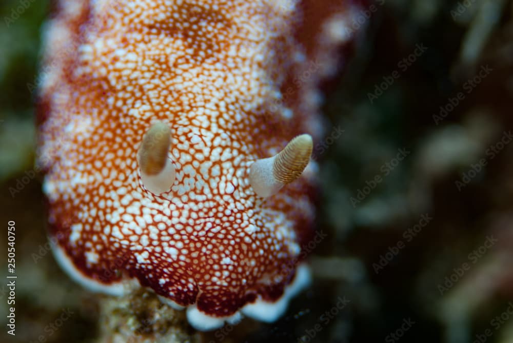 Goniobranchus tinctorius Nudibranch