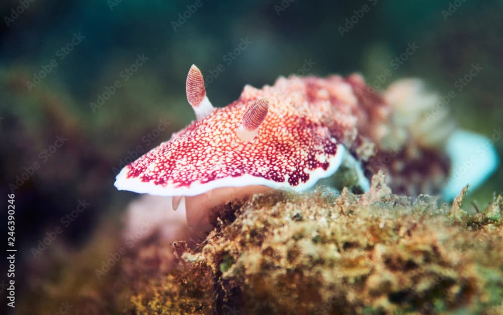 Chromodoris tinctoria nudibranch