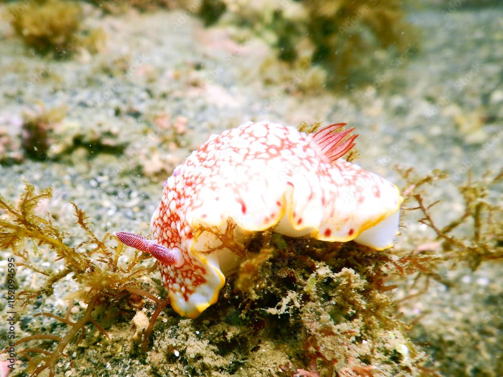 Sea slug chromodoris tinctoria