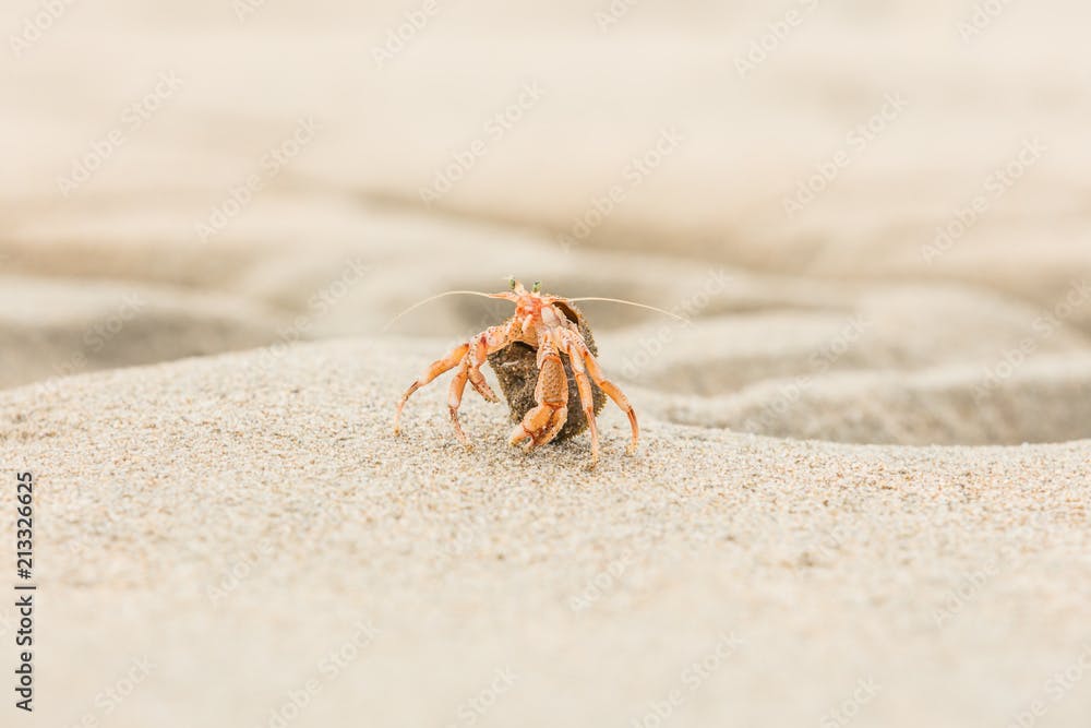 Hermit crab, Pagurus bernhardus, crawling on the sand beach in close up with focus on front pink body parts against a blurred background