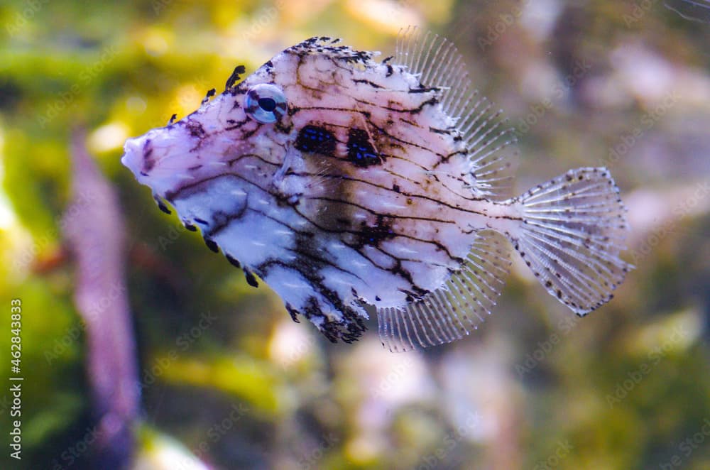 Chaetodermis penicilligerus, also known as the prickly leather-jacket or tasselled leather-jacket