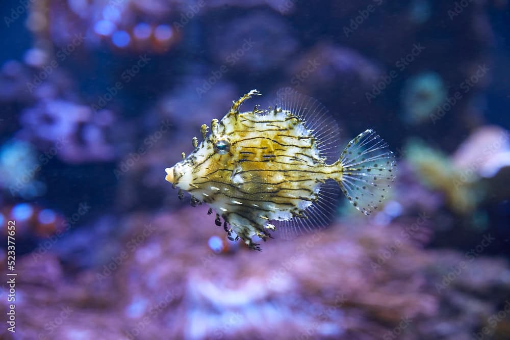 Beautiful ragged filefish in the coral reef. (Chaetodermis penicilligerus)
