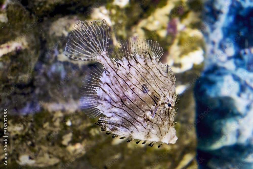 Chaetoderma ragpicker Chaetodermis penicilligerus tropical fish swimming underwater