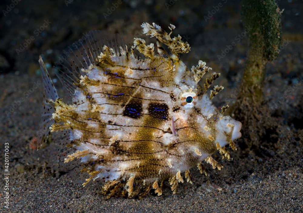 Leafy Filefish (Chaetodermis penicilligerus lat.). Underwater world of Bali.