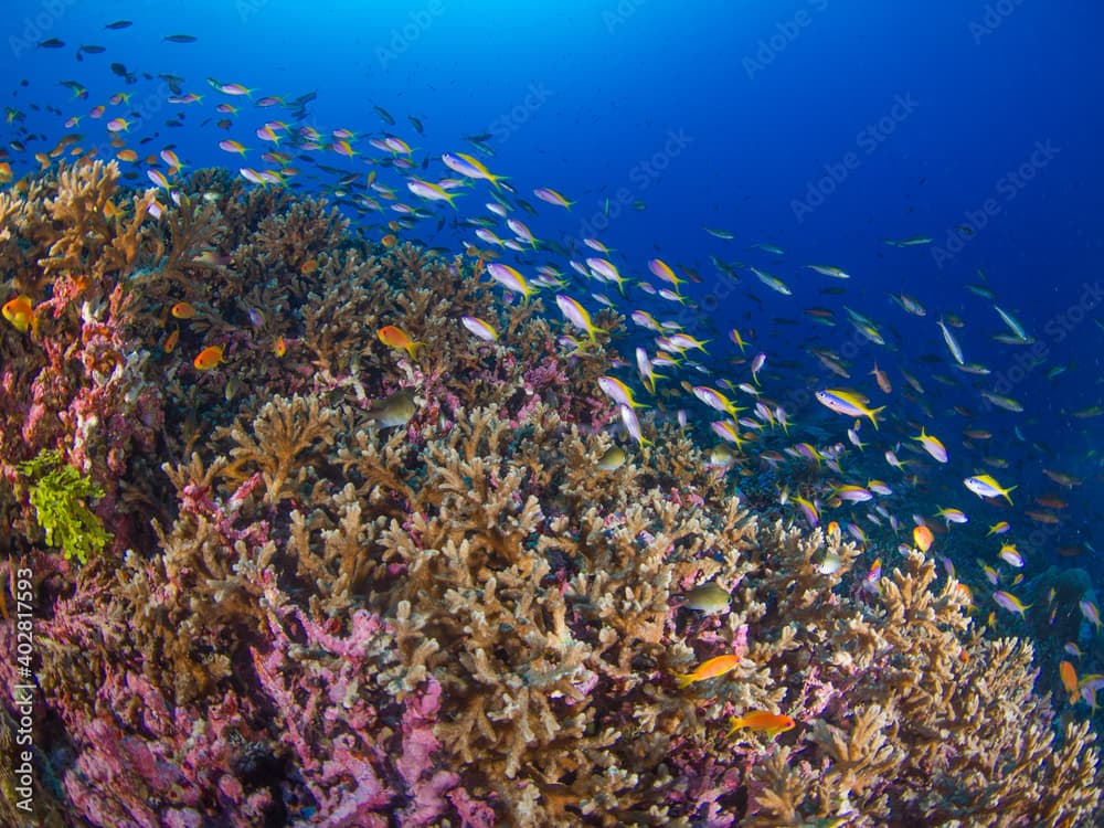 Schooling yellowback anthias in a horn coral garden (Burma Banks, Mergui archipelago, Myanmar)