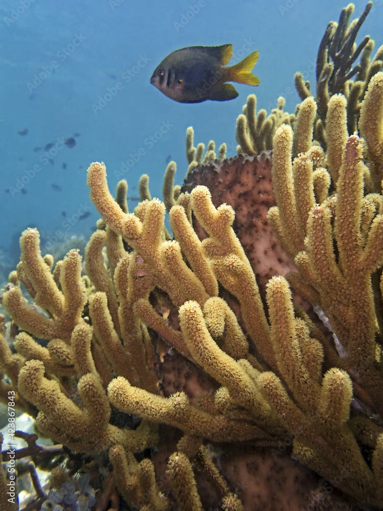 Spine Coral, Stachel-Pickelkoralle (Hydnophora rigida)