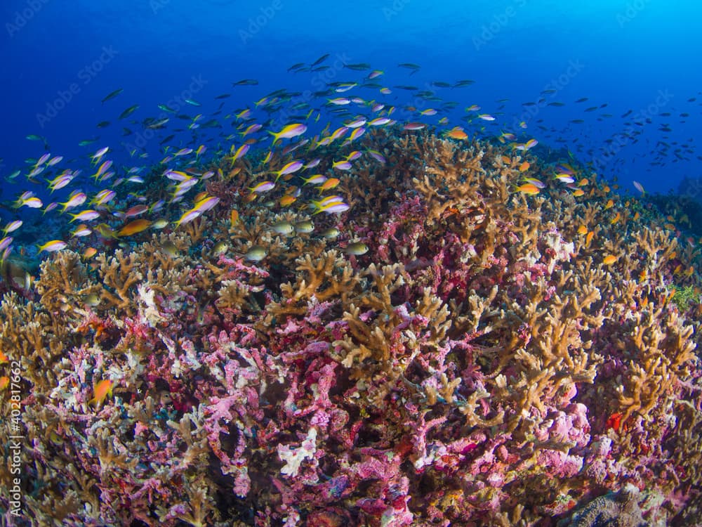 Schooling yellowback anthias in a horn coral garden (Burma Banks, Mergui archipelago, Myanmar)