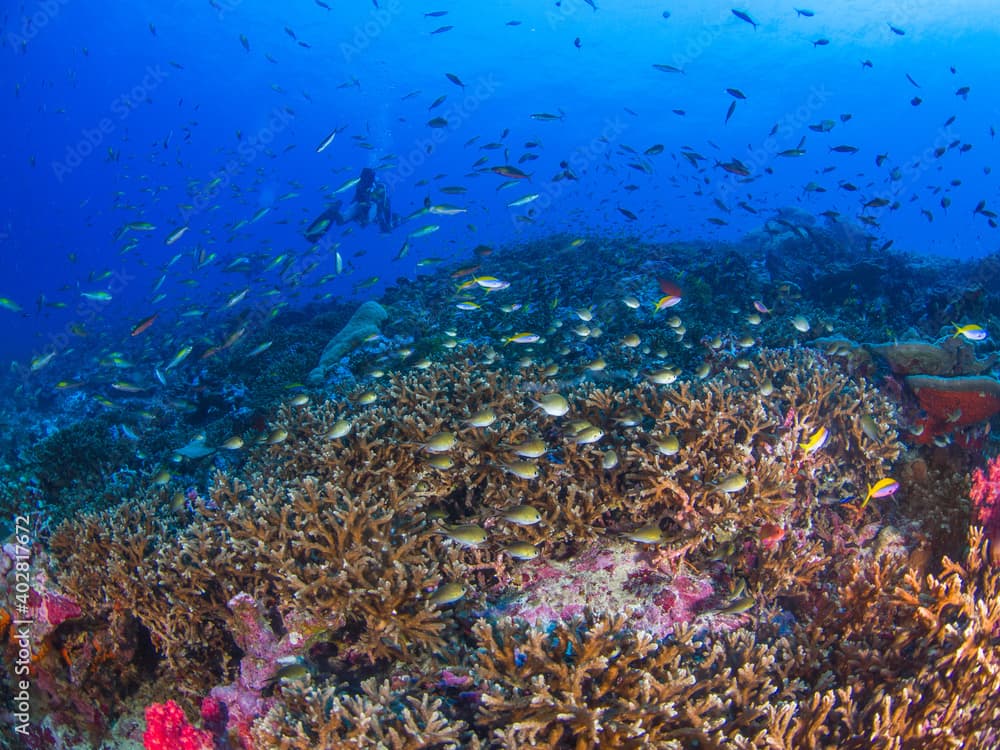 Schooling reef fish in a horn coral garden (Burma Banks, Mergui archipelago, Myanmar)