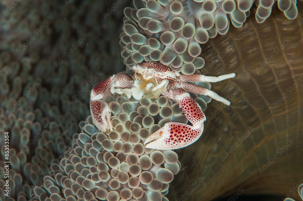 scuba diving lembeh indonesia spotted porcelain crab underwater