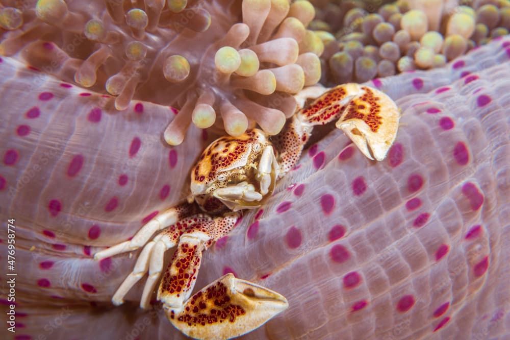 Spotted Porcelain Crab (Neopetrolisthes maculatus) nested in an anemone in Sogod Bay near Padre Burgos, Southern Leyte, Philippines.  Underwater photography and travel.