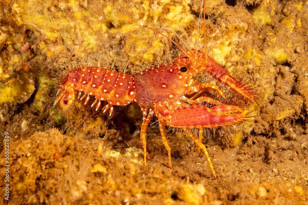 Red reef lobster, Enoplometopus occidentalis, Hawaii, USA