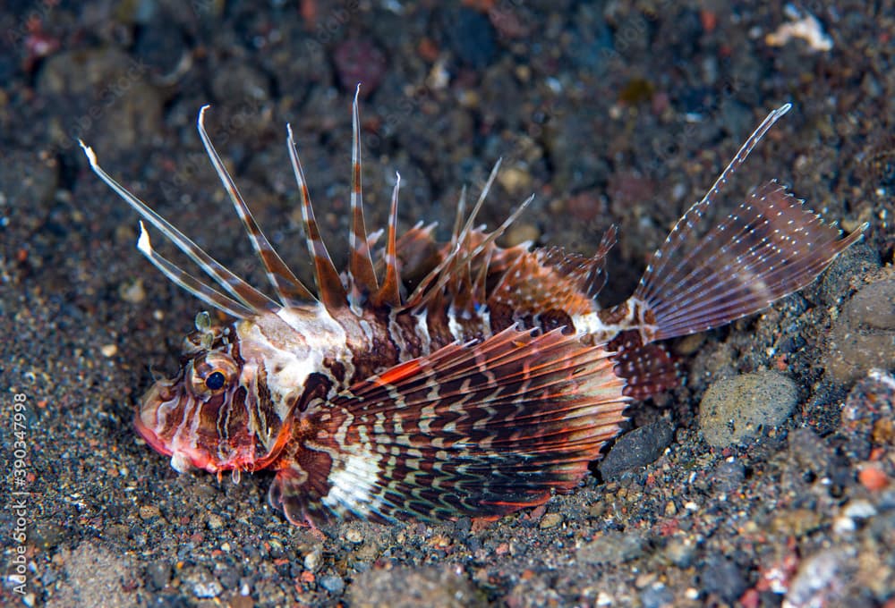 Gurnard lionfish - Parapterois heterura in the night. Underwater world of tropical seas.