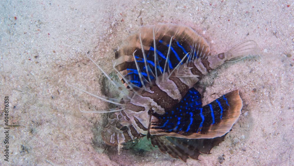 Rary flying gurnard lionfish - 