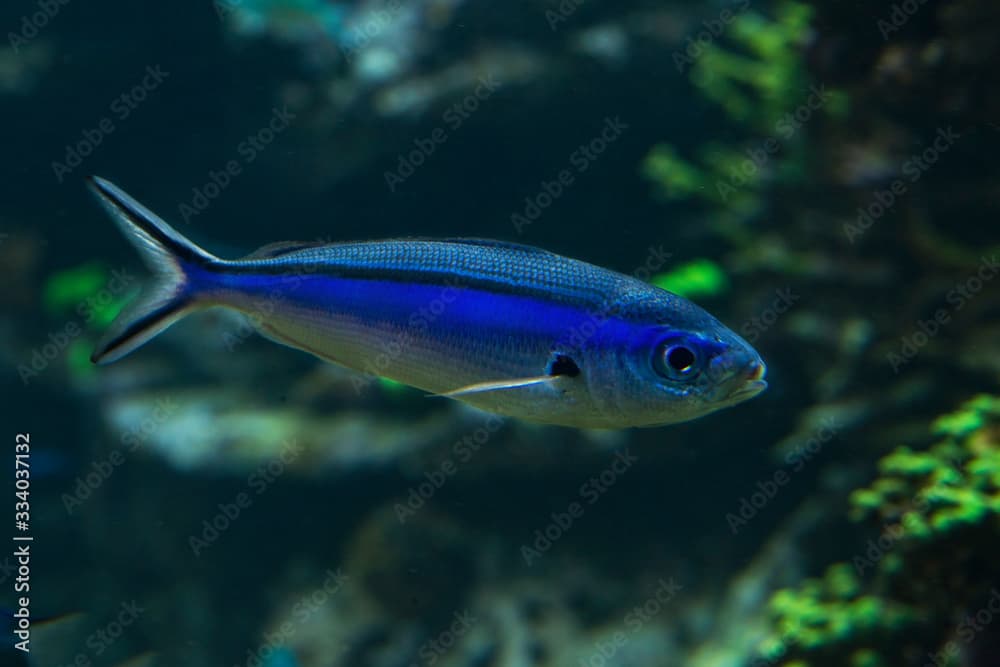 The dark-banded fusilier, blue-streak fusilier, bartail fusilier, neon fusilier, (Pterocaesio tile).