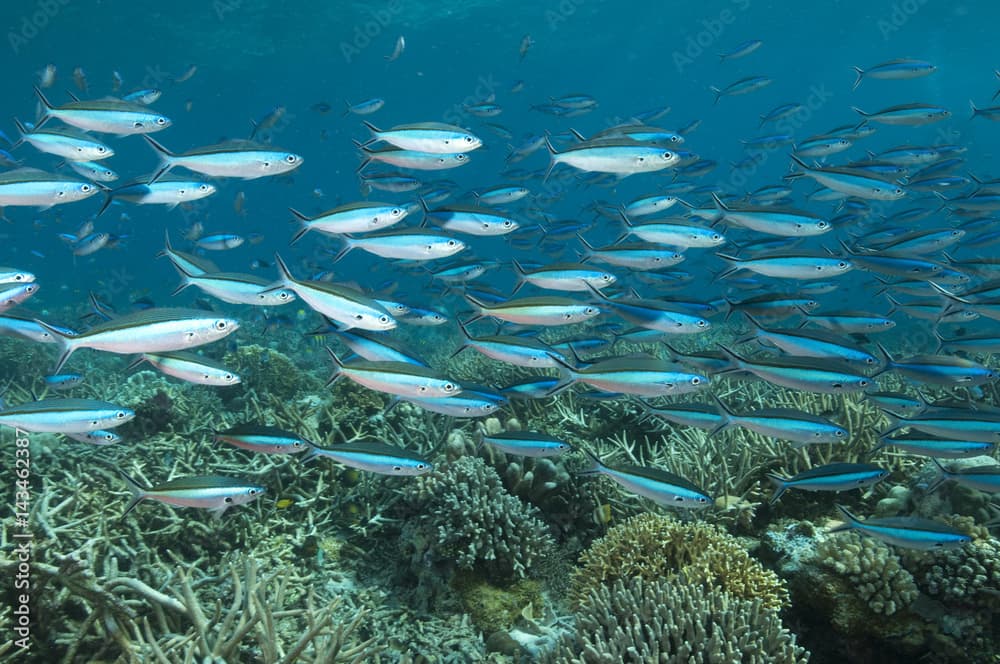 Reef scenic with bluestreak fusulier school, Pterocaesio tile, Komodo Indonesia