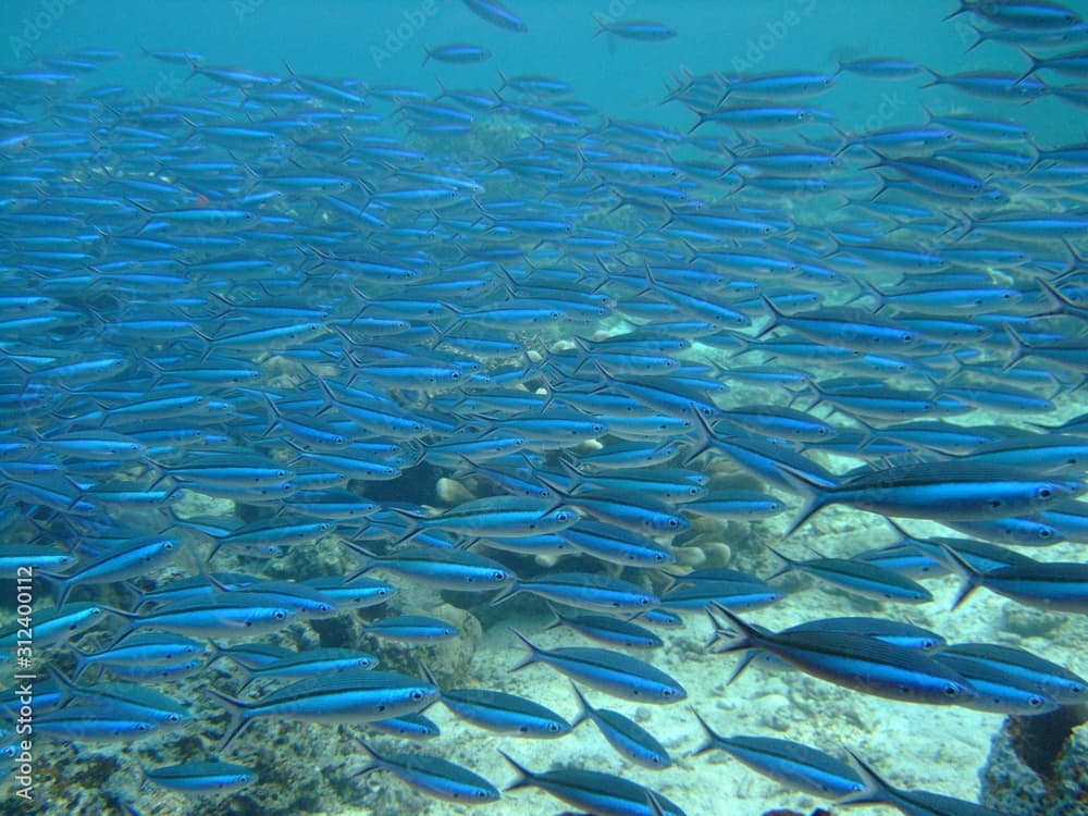 Shoal of bluestreak fusilier (Pterocaesio tile), Borneo