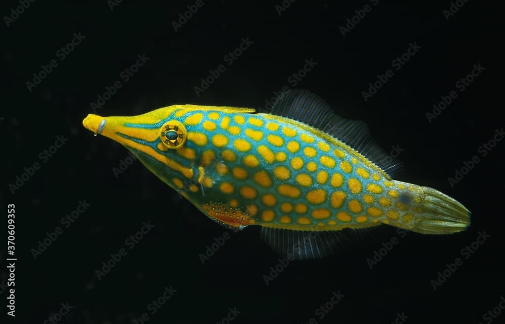 Beaked Leatherjacket or Harlequin Filefish, oxymonacanthus longirostris