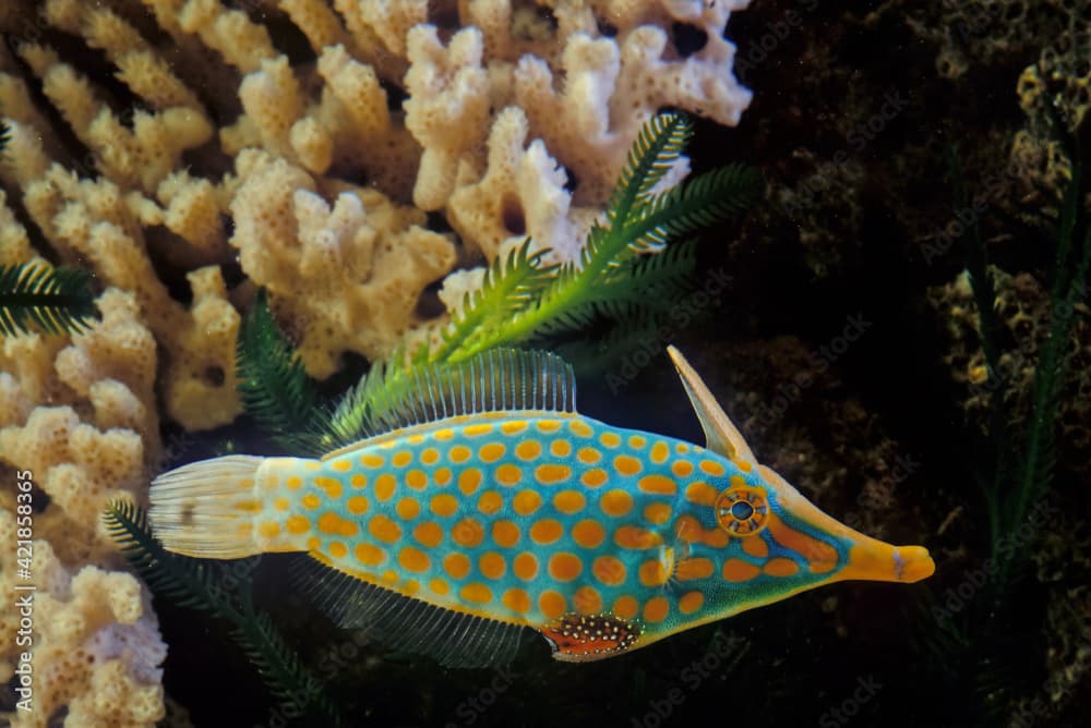 The orange spotted filefish or harlequin filefish, is a filefish in the family Monacanthidae