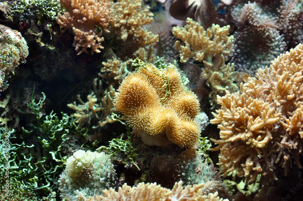 Branching sponge weed and seaweed