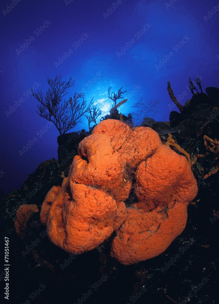 Orange Elephant Ear Sponge (Agelas Clathrodes)