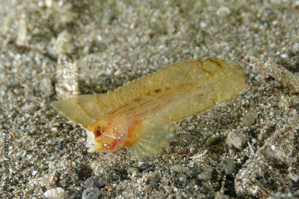 Ablabys taenianotus fish in deep sea water