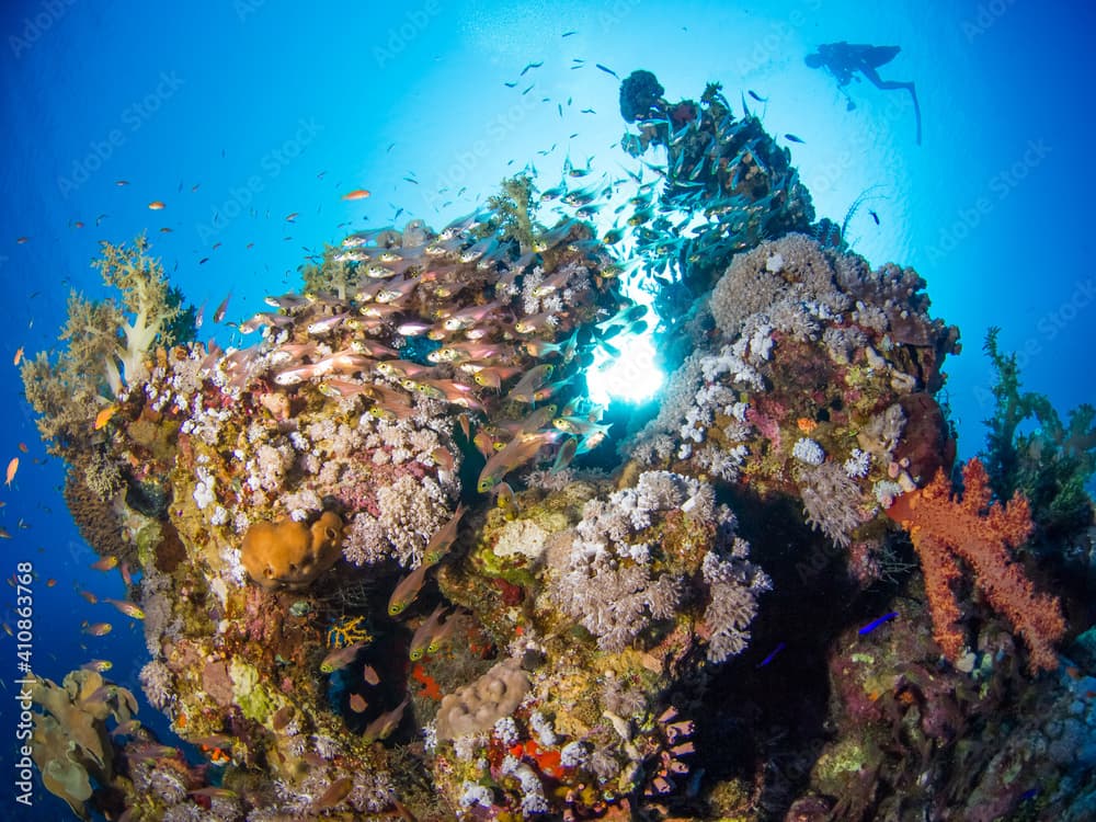 Schooling Golden sweeper around coral bommie (Ras Mohammed, Sharm El Sheikh, Red Sea, Egypt)