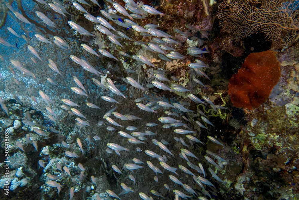 Pygmy Sweepers aka Glassfish (parapriacanthus ransonneti) in the Red Sea, Egypt