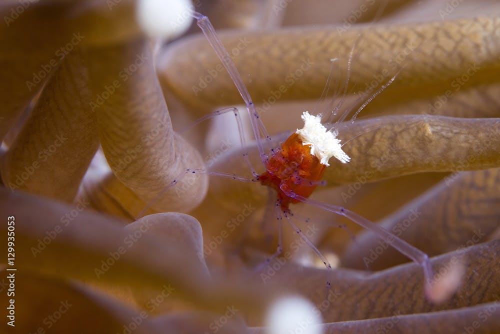 The popcorn shrimp (Periclimenes kororensis) in fungid coral (Heliofungia actiniformis) (mushroom coral), Celebes Sea, Sabah, Malaysia