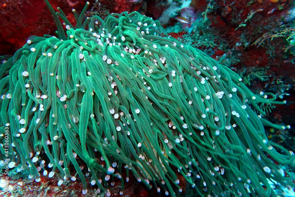 Seeanemone, vermutlich Heliofungia actiniformis