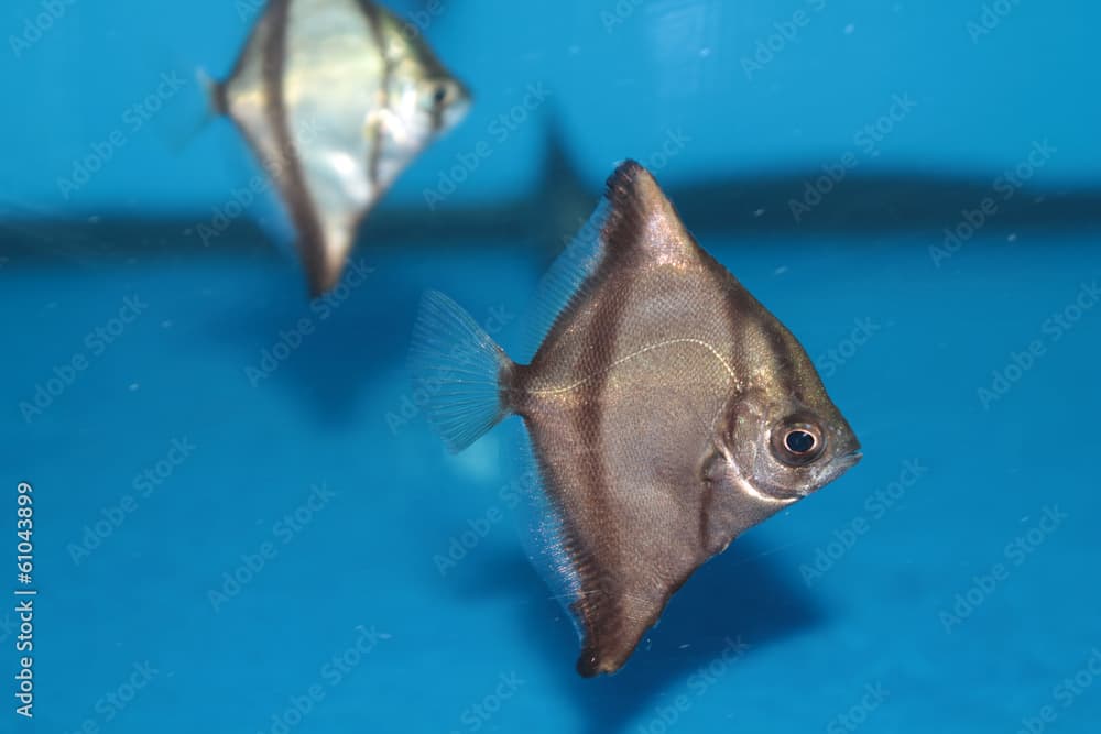 African moony (Monodactylus sebae) saltwater aquarium fish