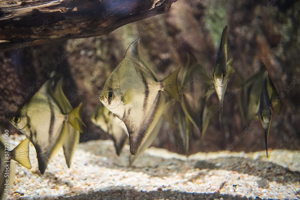 Closeup shot of  African moony (Monodactylus sebae) in the water