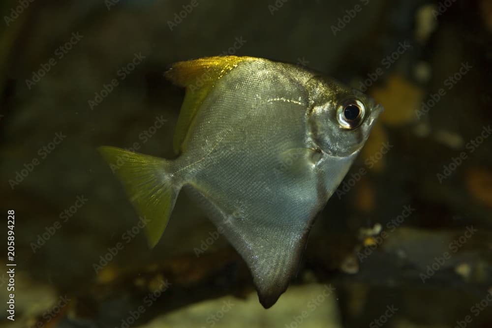 African moony (Monodactylus sebae, Psettus sebae).